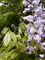 Wisteria, Adelaide Botanic Gardens P1080829